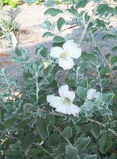 לויקופילום שיחני לבן - פרחים 